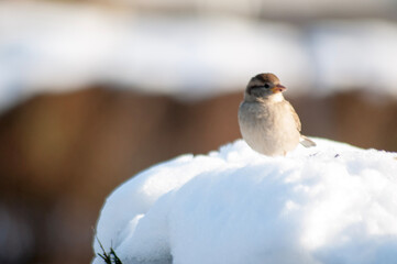 bird on a branch