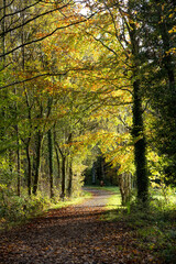 Fototapeta premium autumn season in the forest