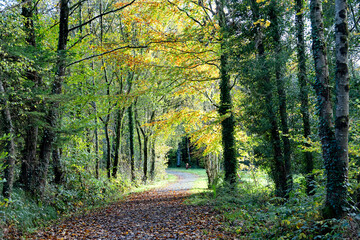 autumn season in the forest