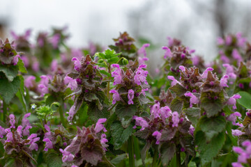 Many purple flowers with green leaves after rain in spring against the background of a cloudy sky
