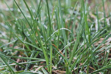 Green fresh grass in spring after rain