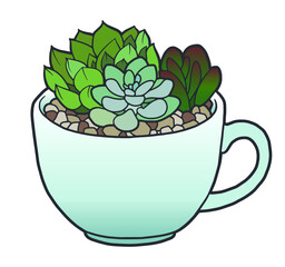 Succulent plant in a tea cup. Indoor plant. 