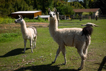 Idaho, llama standing in the grass