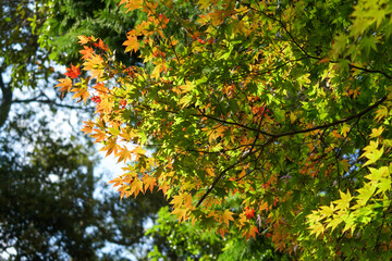 日本楓の紅葉