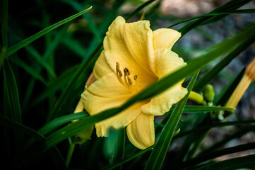 yellow flower
