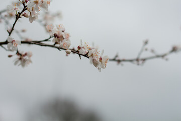 White flowers on a tree against a background of branches and a cloudy sky