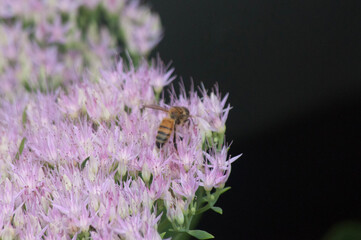 bee on a flower