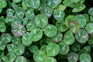 Green fresh clover in spring after rain, texture