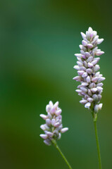 flower of a flower