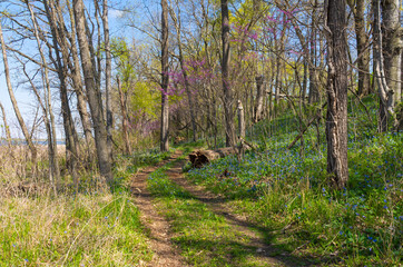 Trail through the woodland.