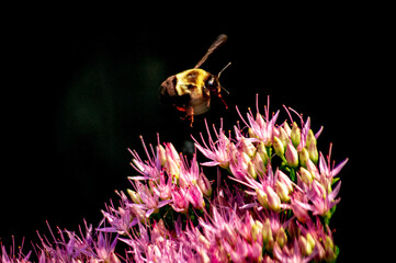 bee on flower