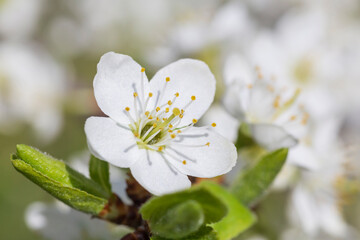 close up of white cherry tree blossom at spring