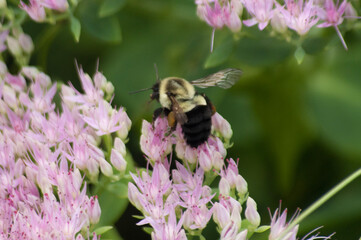 bee on flower