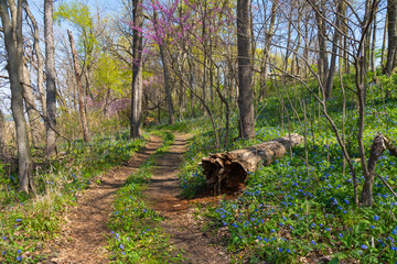 Trail through the woodland.