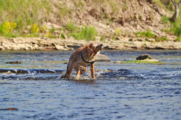 The wet red-haired dog runs on the water and shakes off.