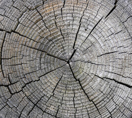 Old cut of a very large tree, annual rings, cracks, gray shabby texture