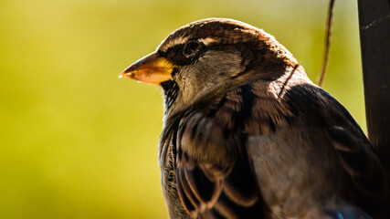 red tailed hawk