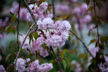 prunus kiku shidare sakura Japanese Flowering Cherry