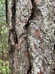bark, tree, wood, texture, nature, pattern, brown, forest, rough, old, natural, abstract, trunk, textured