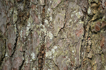 Gray tree bark. The texture of the bark. Natural background. Pattern