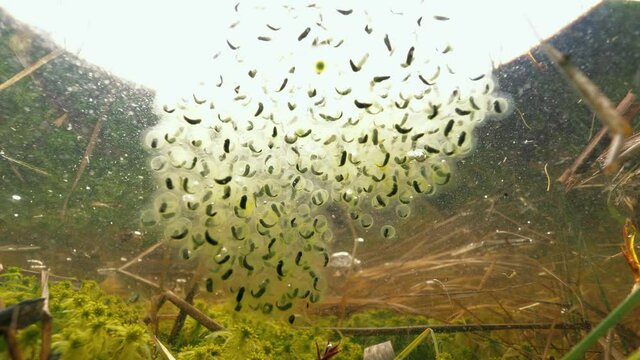Moor frog tadpoles inside eggs underwater at flood meadow