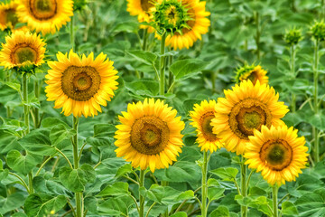 Bright yellow sunflower field in summer day.
