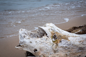driftwood on the beach