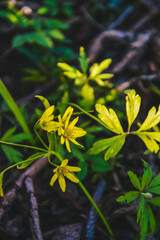 The first spring yellow flowers in the forest. Spring.Young greenery in nature. Yellow snowdrops