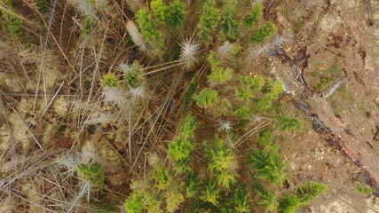 Dead wood aerial bark beetle drone pest Ips typographus dead spruce tree infested and attacked by the European spruce quadcopter view flying fly flight show, cutting deforestation caterpillar