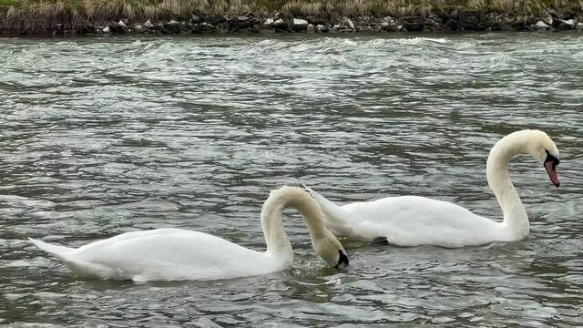 Ein Paar Schw&auml;ne putzen sich synchron und bilden Herz. Nahaufnahme am Fluss.