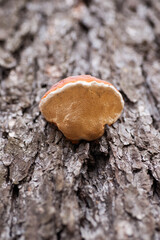 Huba od spodu Ciekawa huba Polypore © Marcin