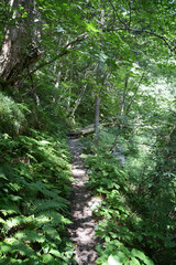 北アルプスの徳本峠の森の中、新島々へと続く、明治時代も使われていたクラシックルートの初夏の新緑のトンネルの登山道。