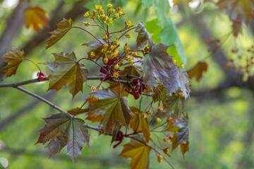 Fresh maple leaves with flowers and seeds