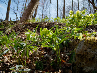 Blühende Grüne Nieswurz
