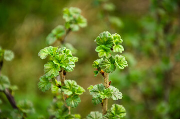 Fresh young leaves and branches of gooseberries in spring. Fresh small leaves of the gooseberry bush. Spring background. Pattern.