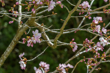 Blüten der japanischen Zierkirsche mit Zweigen in der Sonne