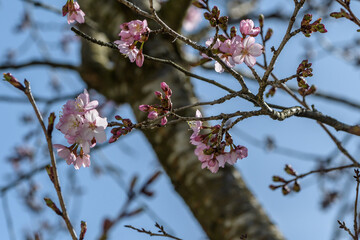 Blüten der japanischen Zierkirsche mit Zweigen in der Sonne
