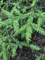 Fototapeta na wymiar tree, branch, fir, christmas, green, pine, nature, spruce, plant, needles, needle, evergreen