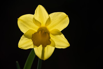 Blüte der gelben Narzissen im Gegenlicht.