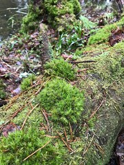 green, plant, nature, garden, agriculture, vegetable, leaf, food, field, organic, leaves, farm, moss
