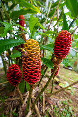 Beehive Ginger Zingiber spectabile ecuador rainforest green leaves red yellow