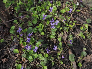 violets flowers blooming in spring meadow.spring time in forest.