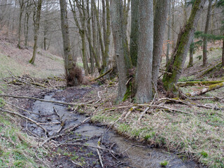 Bach im Wald mit Erlen