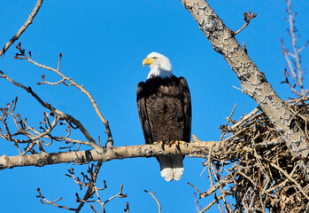 Bald eagle (Haliaeetus leucocephalus) building nest Calgary, Carburn Park, Alberta, Canada