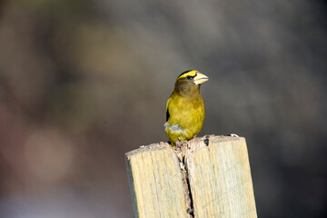 Adult male Evening grosbeak (Coccothraustes vespertinus) perched on a fence post Calgary, The Weaselhead, Alberta, Canada