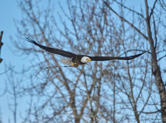 Bald eagle (Haliaeetus leucocephalus) delivers nest material, Calgary, Carburn Park, Alberta, Canada