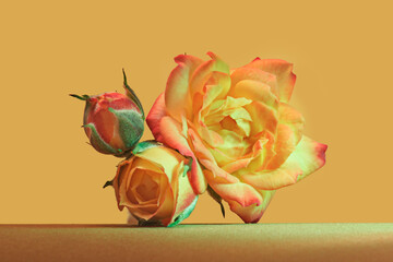 Orange, rose on a yellow background. Isolated. Bud close up.