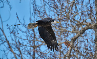 Bald eagle (Haliaeetus leucocephalus) delivers nest material, Calgary, Carburn Park, Alberta, Canada