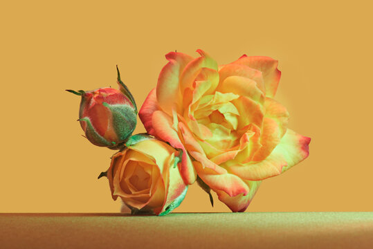 Orange, Rose On A Yellow Background. Isolated. Bud Close Up.