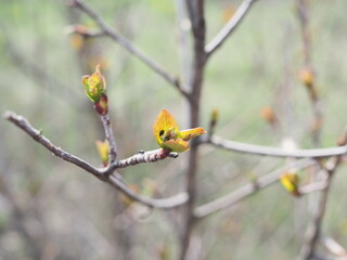 bug hid in the budding leaf of a shrub, spring time in forest